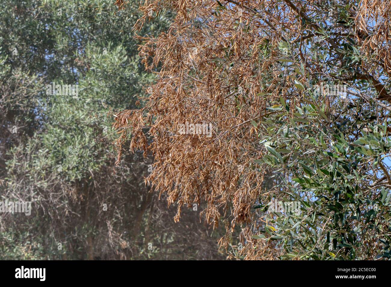 Olivenbaum, der von dem Bakterium Xylella fastidiosa in Apulien betroffen  ist Stockfotografie - Alamy