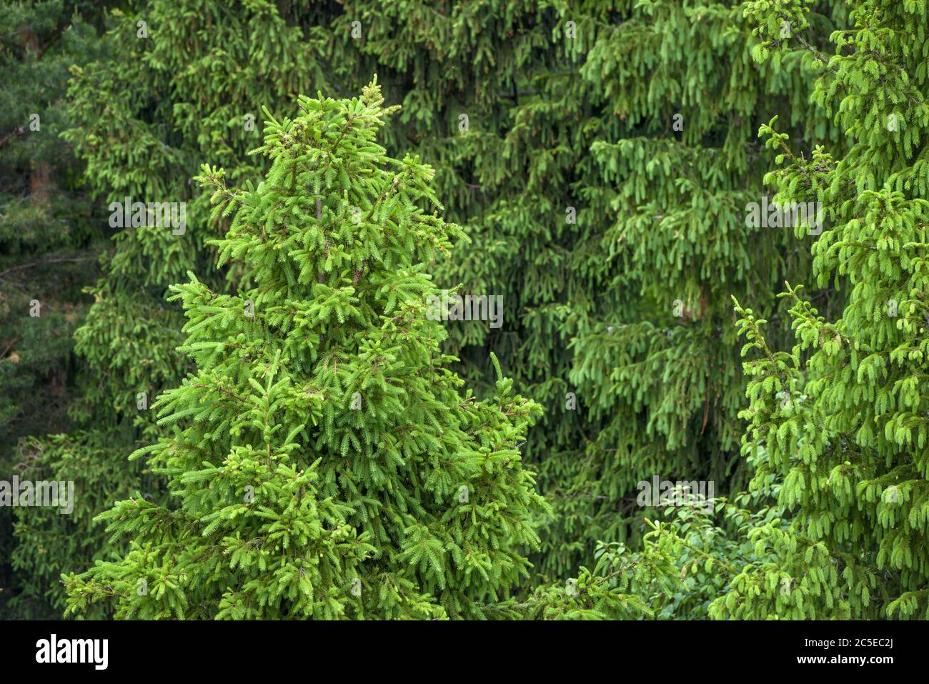 Grüner Fichtenwald für Hintergrund Stockfoto