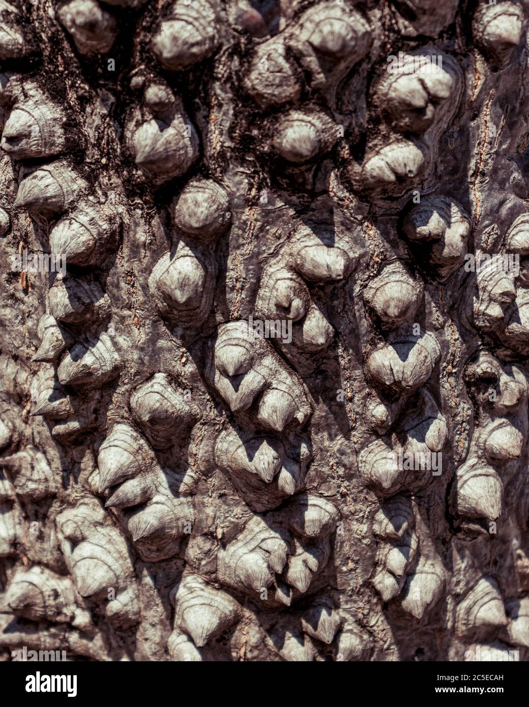 Textur aus nächster Nähe Baumstamm Rinde - perfekt für Hintergründe oder Grafik-Design Stockfoto