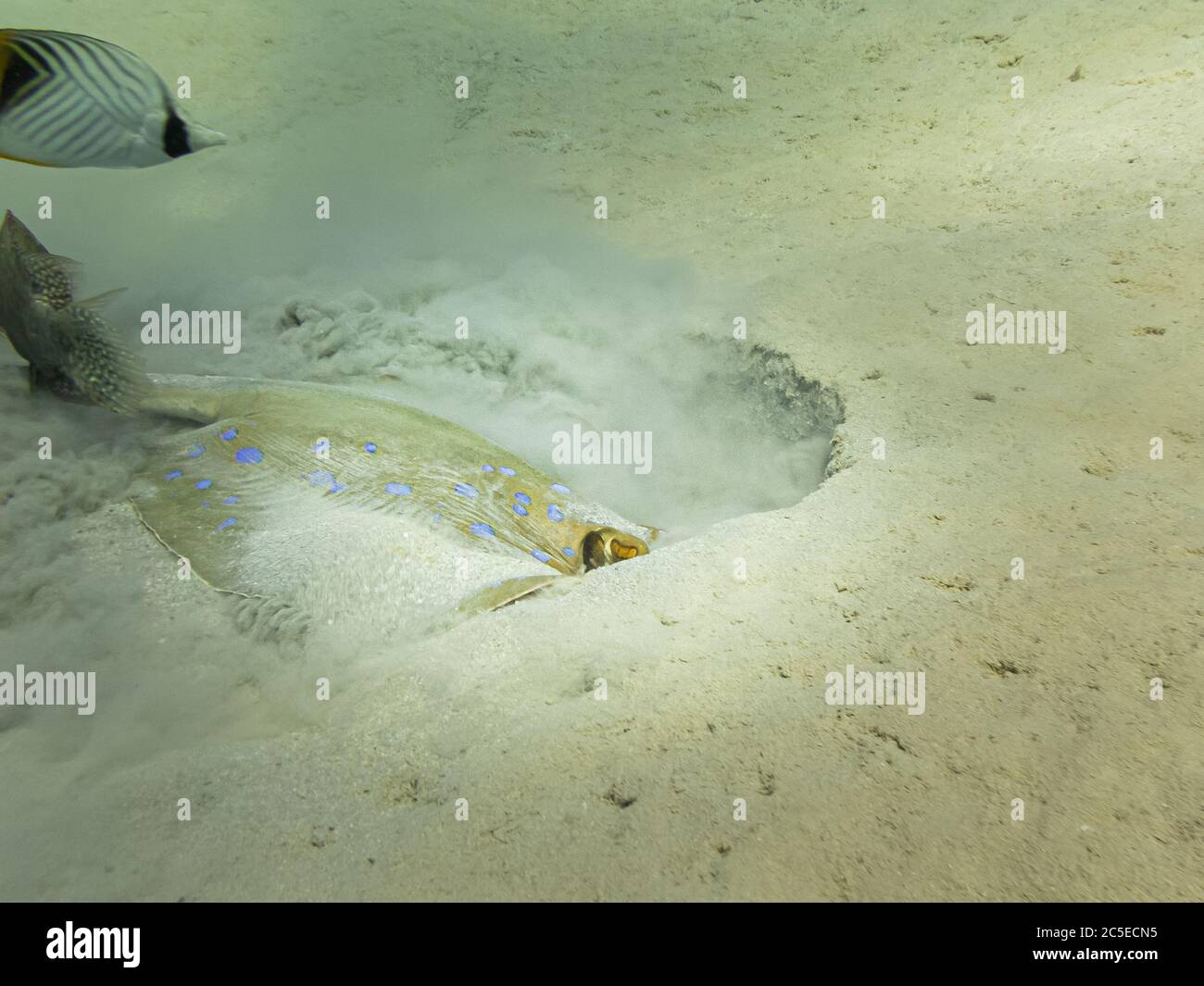 Bluespotted Ribbontail ray, Taeniura lympma, Graben in den Sand. Der bluespottierte Ribbontail ray ist eine Art von Stachelrochen in der Familie Dasyatidae. Rotes Meer Riff bei Hurghada, Ägypten Stockfoto