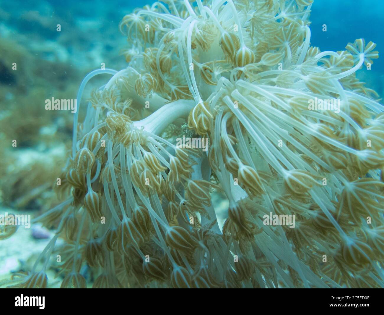 Schöne Arten von weichen Korallen an einem tropischen Korallenriff in Malapascua, Philippinen. Blauer Wasserhintergrund. Gesundes tropisches Riff in der Mitte des Korallendreiecks. Hochwertige Fotos Stockfoto