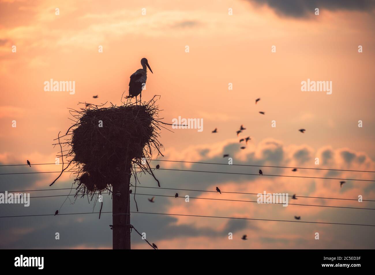 Storch in einem Nest und fliegende Vögel in einem Sonnenuntergang Himmel Stockfoto
