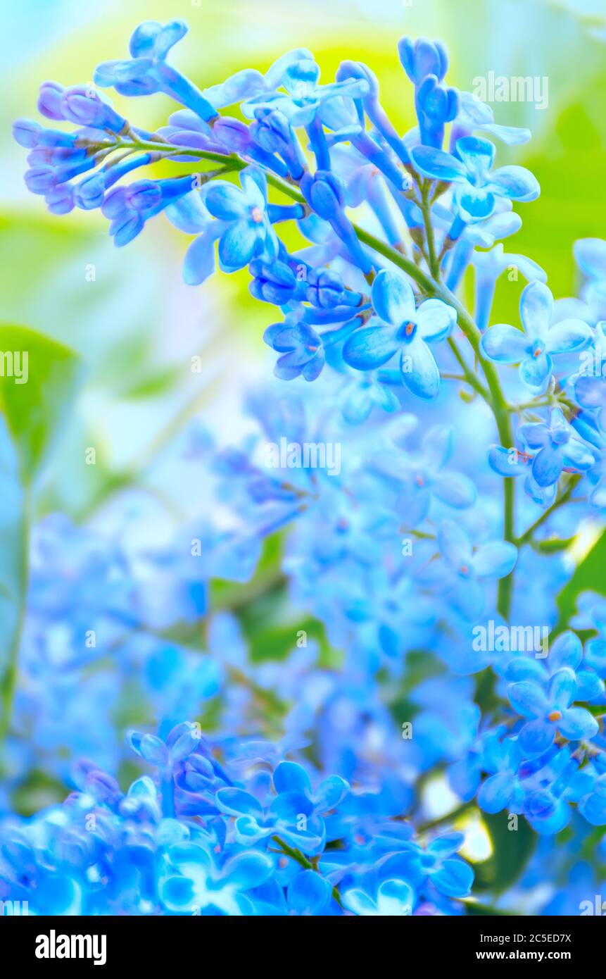 Verschwommener Himmel blaue Blumen Hintergrund. Flieder Zweig mit Blumen. Foto mit Weichfokus. Für Text platzieren. Vertikales Foto. Stockfoto