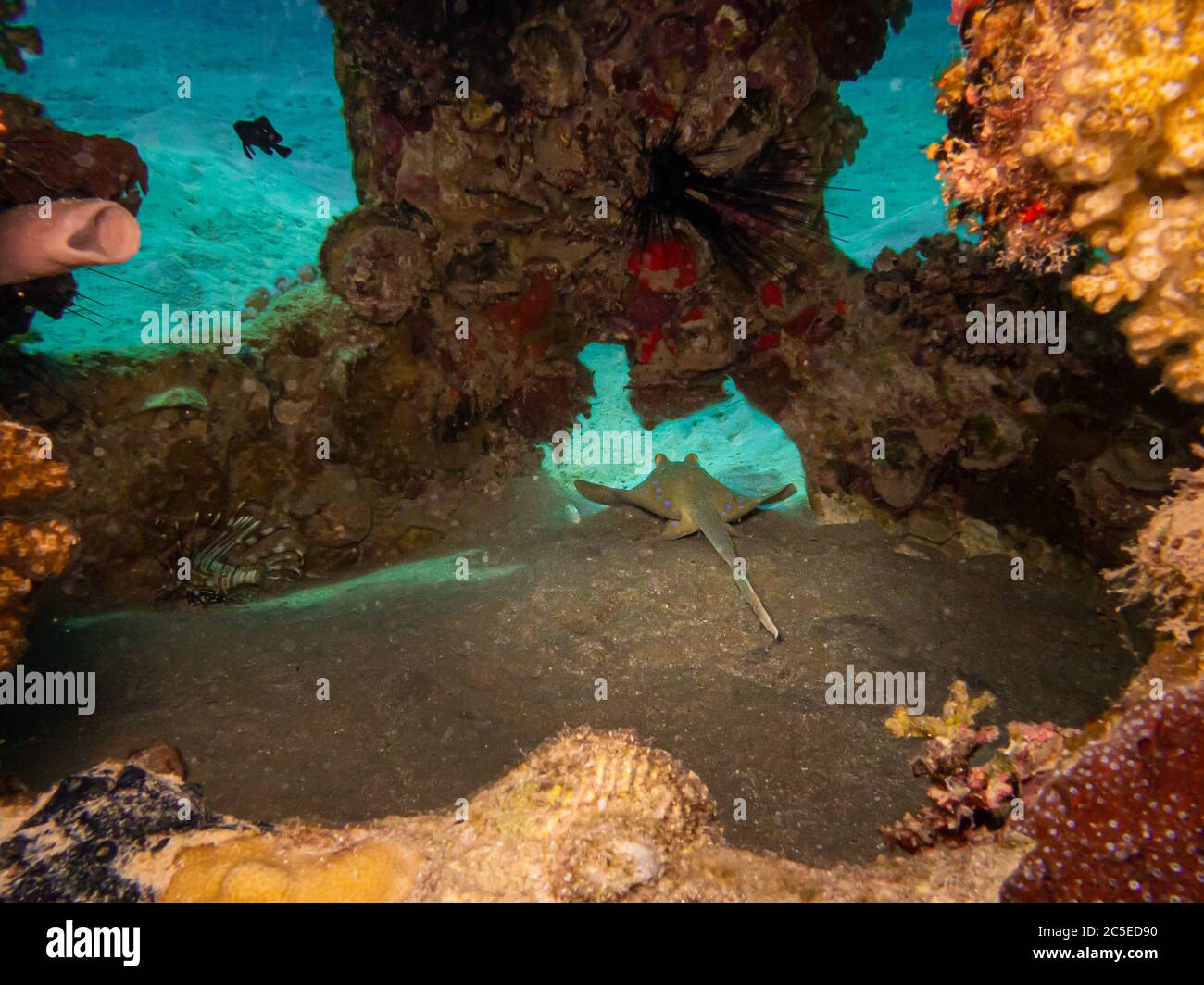 Blauspottrippenschwanzrochen, Taeniura lympma, an einem wunderschönen Korallenriff des Roten Meeres. Der bluespottierte Ribbontail ray ist eine Art von Stachelrochen in der Familie Dasyatidae. Rotes Meer Riff bei Hurghada, Ägypten Stockfoto