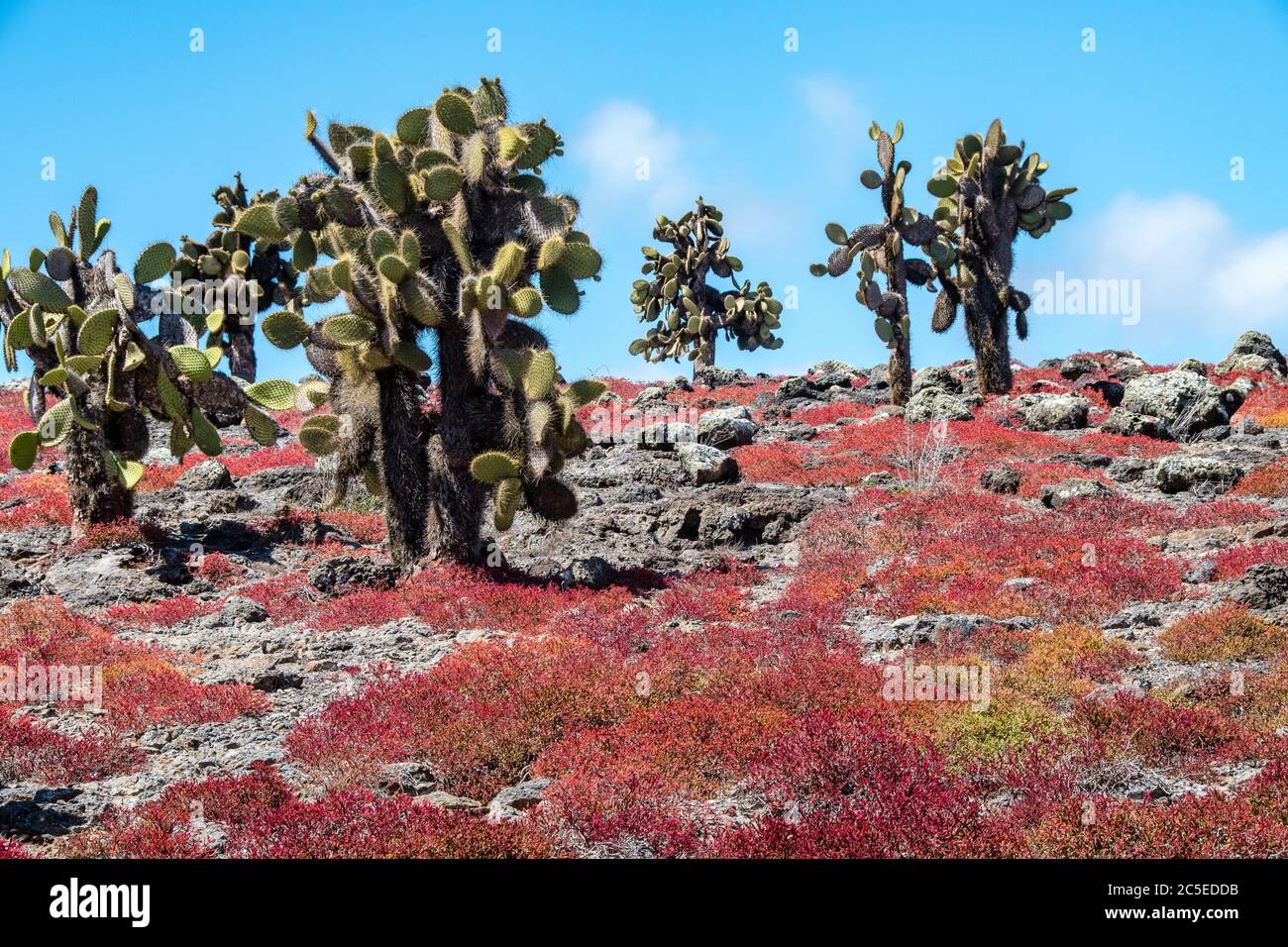 Im Oktober sind die niedrigen Sesuviam-Pflanzen rot gefärbt Unter den hohen Kakteen typisch für South Plaza Island in Der Galapagos Archipel Stockfoto