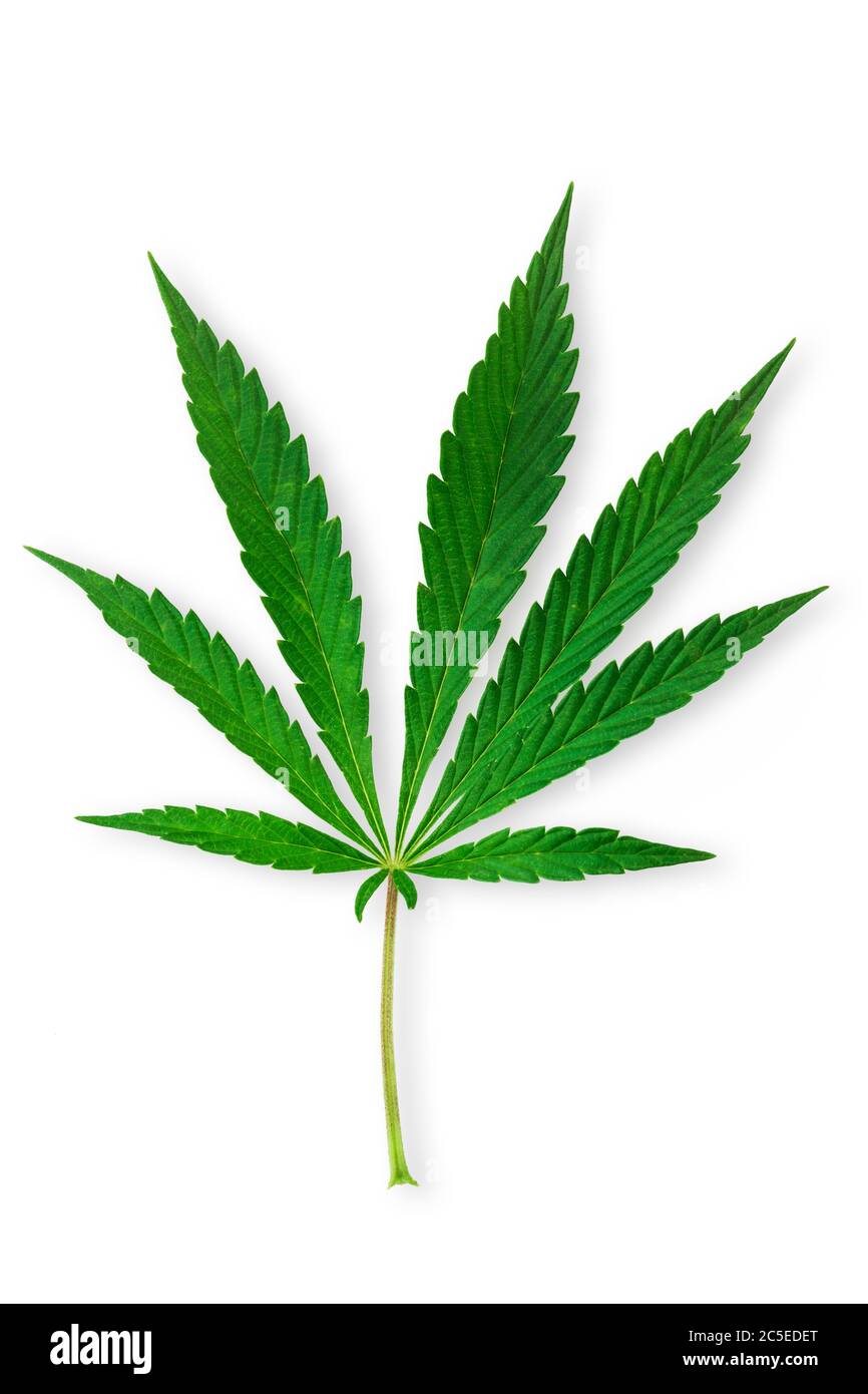 Cannabis, Marihuana Blätter isoliert auf weiß Stockfoto