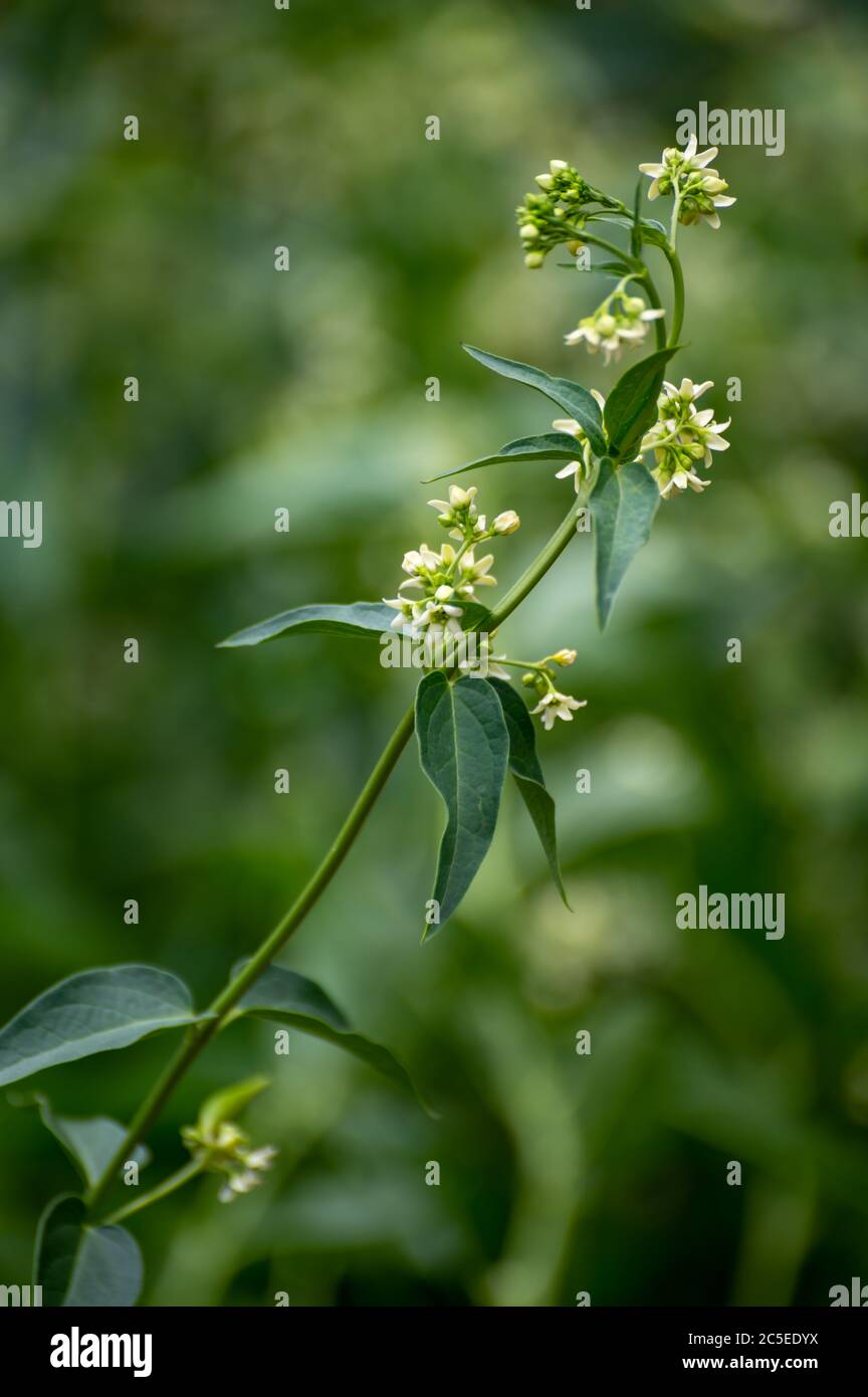 Groaufnahme der blhenden weien Stephanotis-Blten mit glnzend grnen  Blttern im Innenbereich, Madagaskar Jasmin-Zimmerpflanze, minimale florale  Zusammensetzung, frisches Fragment Stockfotografie - Alamy
