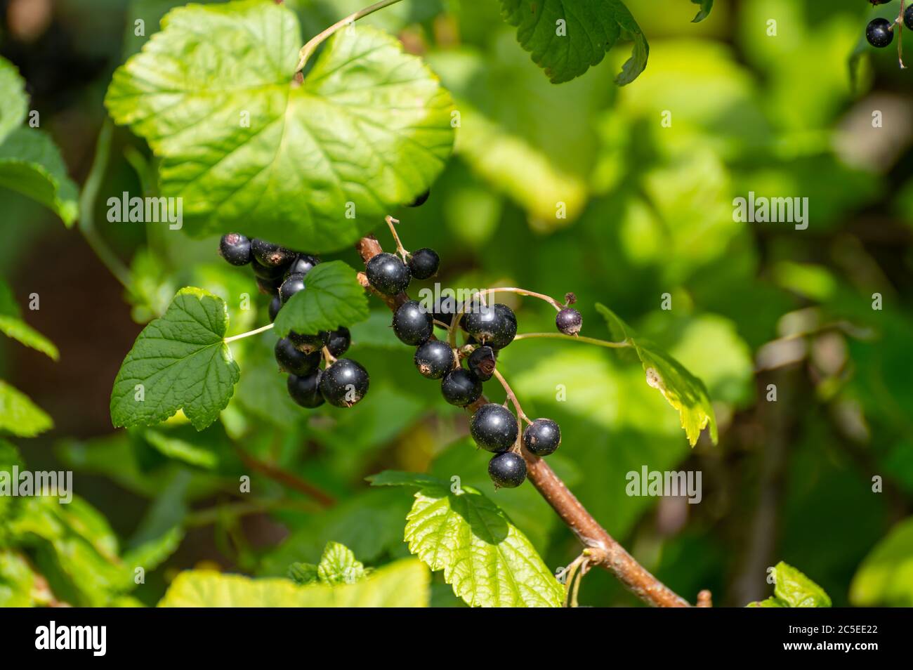 Botanische Sammlung von essbaren Pflanzen und Kräutern, schwarze  Johannisbeere Ribes nigrum oder Cassis Holzstrauch mit reifen Beeren  Stockfotografie - Alamy