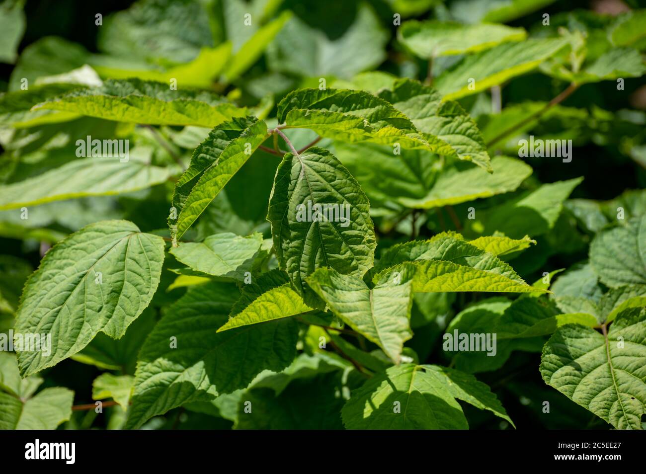 Botanische Sammlung von Heilpflanzen und Kräutern, Eleutherococcus  senticosus oder Teufelsbusch, sibirischen Ginseng, eleuthero endemische  Pflanze Stockfotografie - Alamy