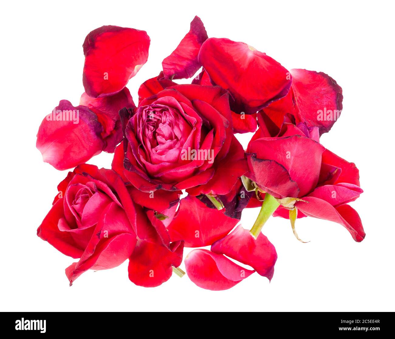 Viele gefallene Blütenblätter und verwelkte Blüten von roten Rosenblüten isoliert auf weißem Hintergrund Stockfoto
