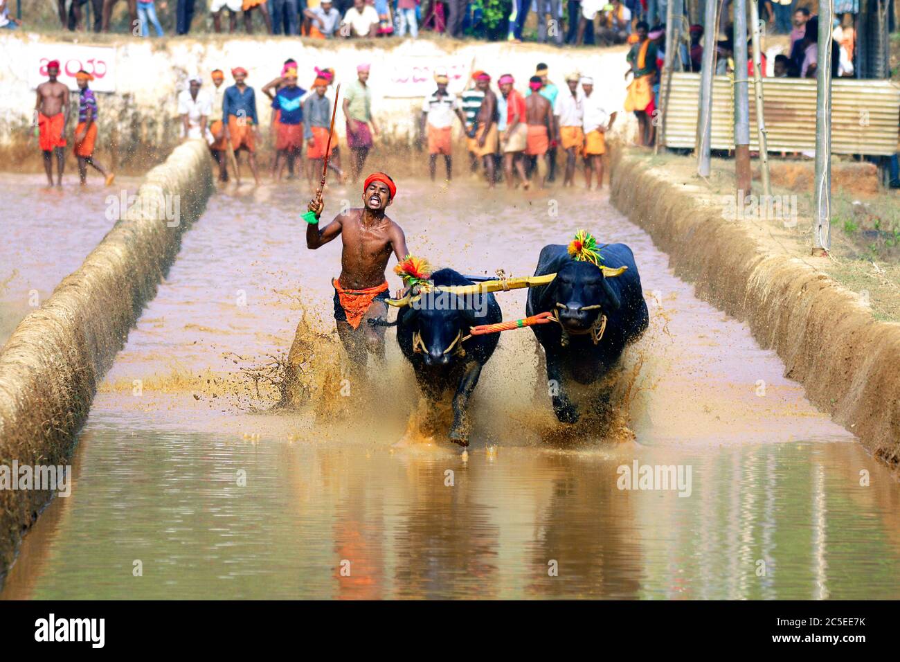 Kambala Rinder Büffelrennen im Bezirk mangalore, Karnataka, südindien, indien, Erntefest, asien, Kambala kerala, kampala statt Stockfoto