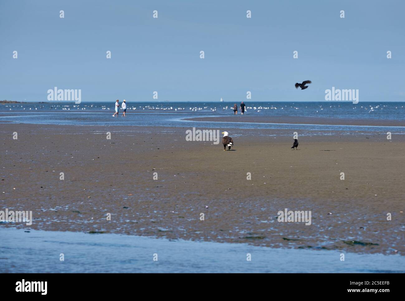 Spanische Banken Eagle Vancouver. Ein Adler jagt auf einer Sandbank in der English Bay. British Columbia, Kanada. Stockfoto