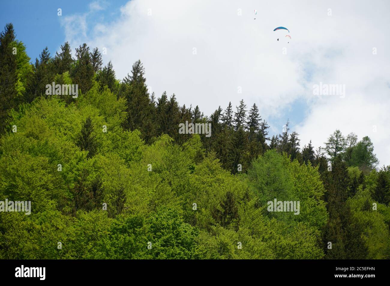 Mischwälder mit Gleitschirmfliegern, die unter wolkenvertrübt über dem Himmel verstreut fliegen. Der Wald ist in verschiedenen Grüntönen und die Gleitschirme sind farbenfroh. Stockfoto
