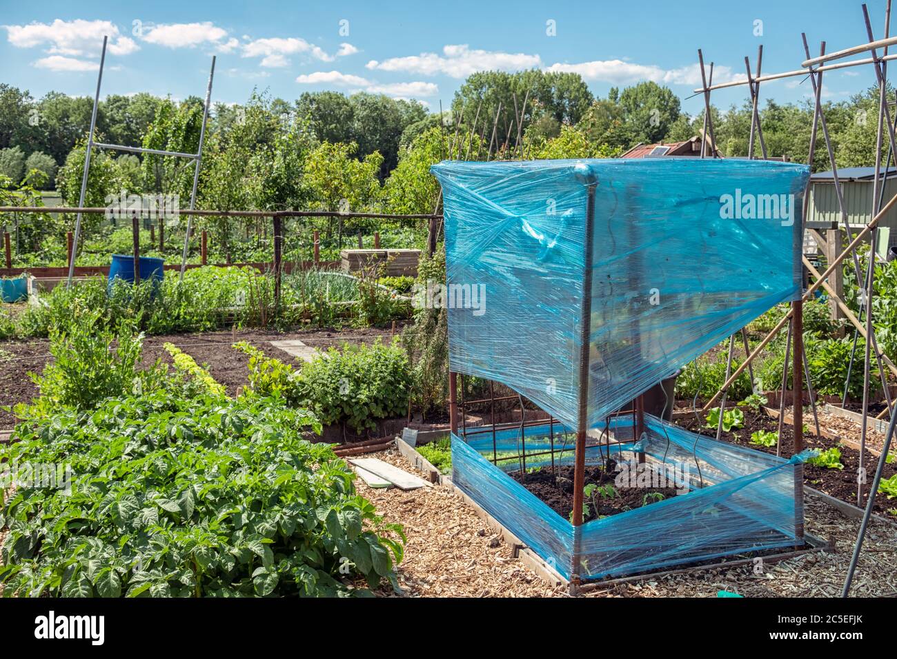 Holländischer Schrebergarten mit Bohnenpfählen und Tomatenpflanzen, die mit Plastikfolie bedeckt sind Stockfoto