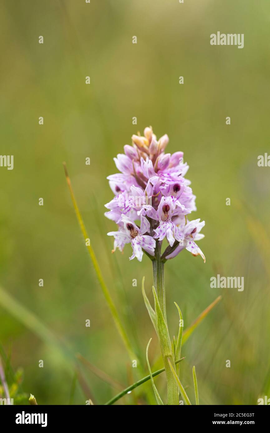 Nahaufnahme einer rosa gemeinen Orchidee auf Morgans Hill in Wiltshire, England, UK. Ein Ort von besonderem wissenschaftlichem Interesse (SSSI) Stockfoto