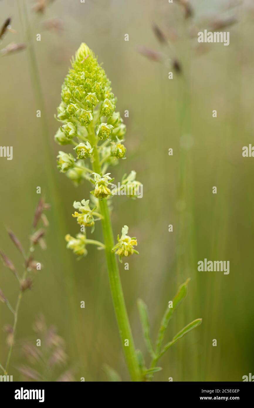Nahaufnahme eines Blütenstachels der Wildblume Reseda - Weld Pflanze blüht auf Morgans Hill (SSSI), Wiltshire, England, UK Stockfoto