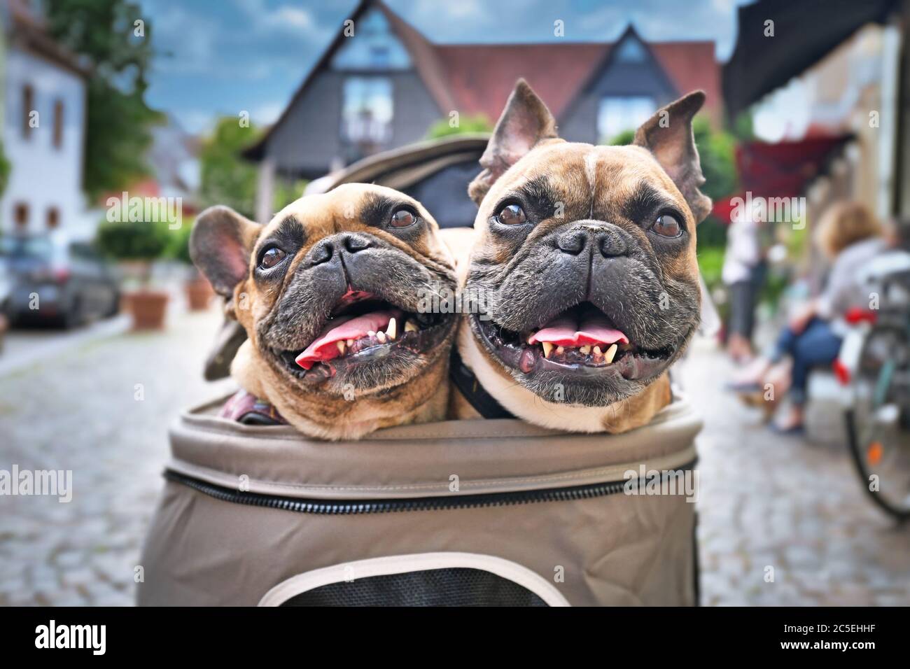 Zwei keuchende französische Bulldoggen mit offenem Mund, die Köpfe aus dem Hundewagen herausstechen, mit verschwommener Stadtstraße im Hintergrund Stockfoto
