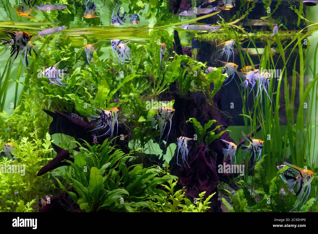 Aquarium mit schönen Fischen und grünen Pflanzen. Tropische exotische Fische schwimmen im Süßwasseraquarium. Stockfoto