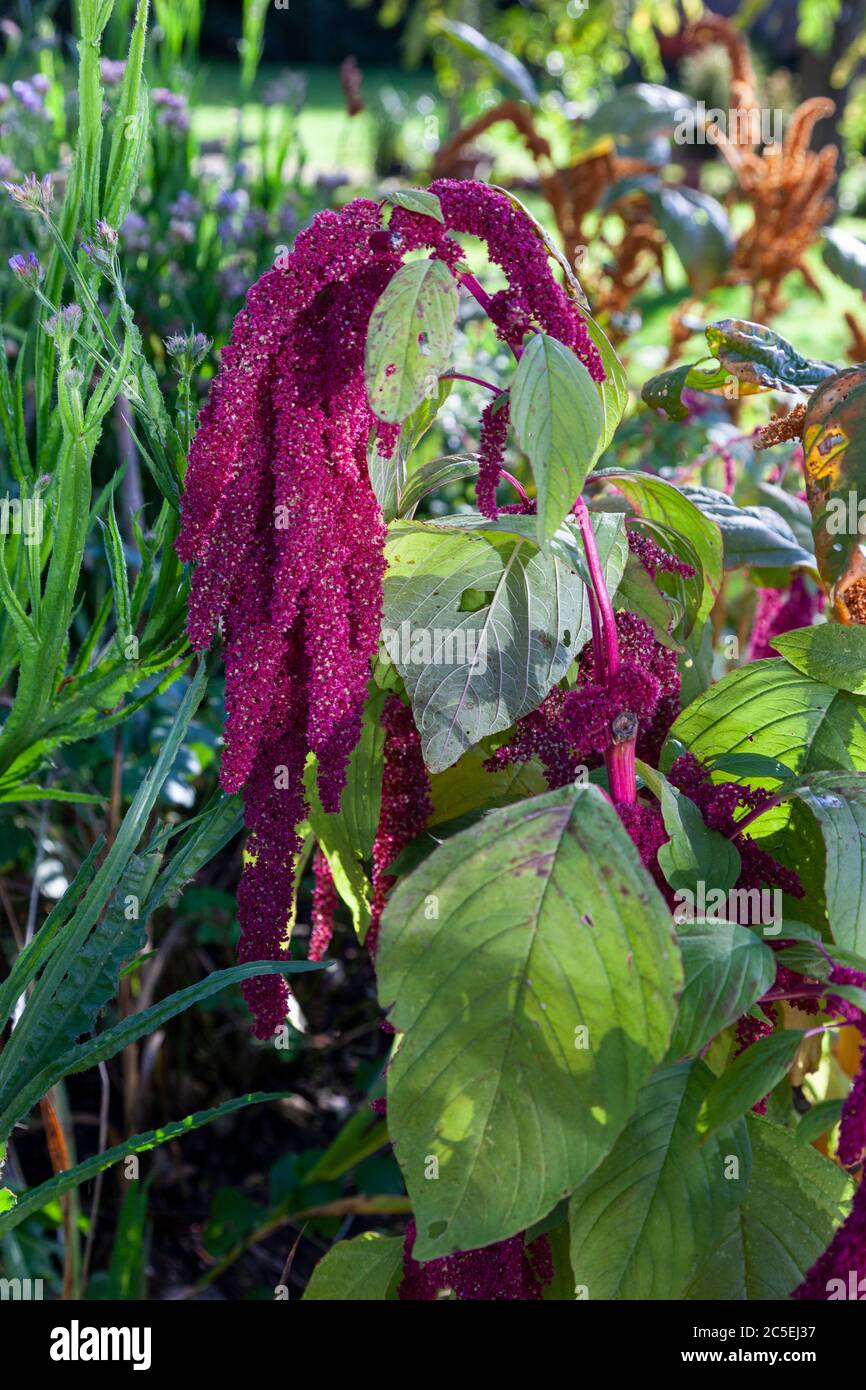Amaranthus close up Fotos und Bildmaterial in hoher Auflösung Alamy