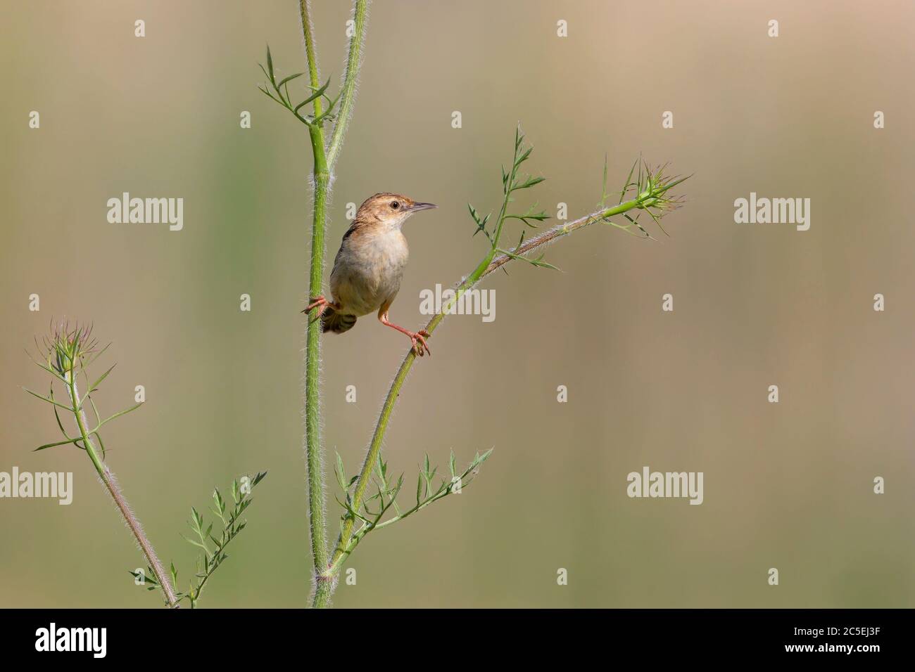 Drolligen Cistensänger Stockfoto