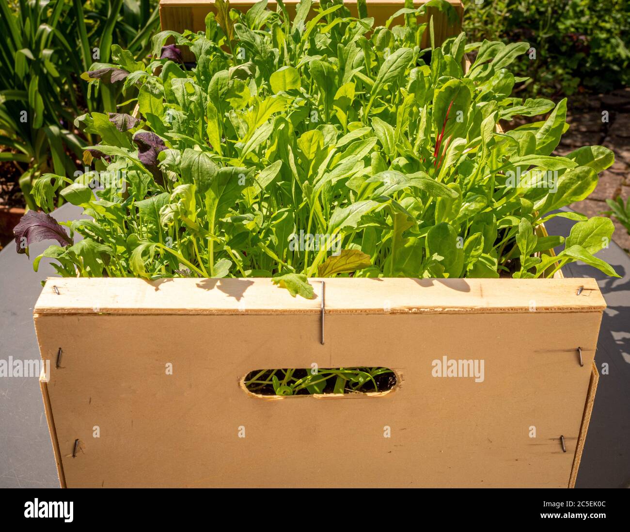 Gemischte Salatblätter wachsen in einer recycelten Holzgemüsekiste. Stockfoto