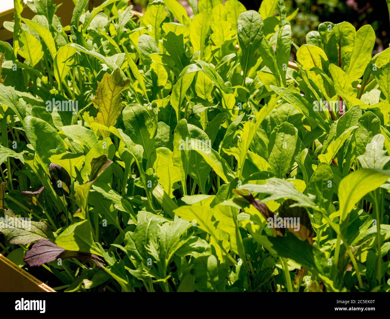 Gemischte Salatblätter wachsen in einer recycelten Holzgemüsekiste. Stockfoto