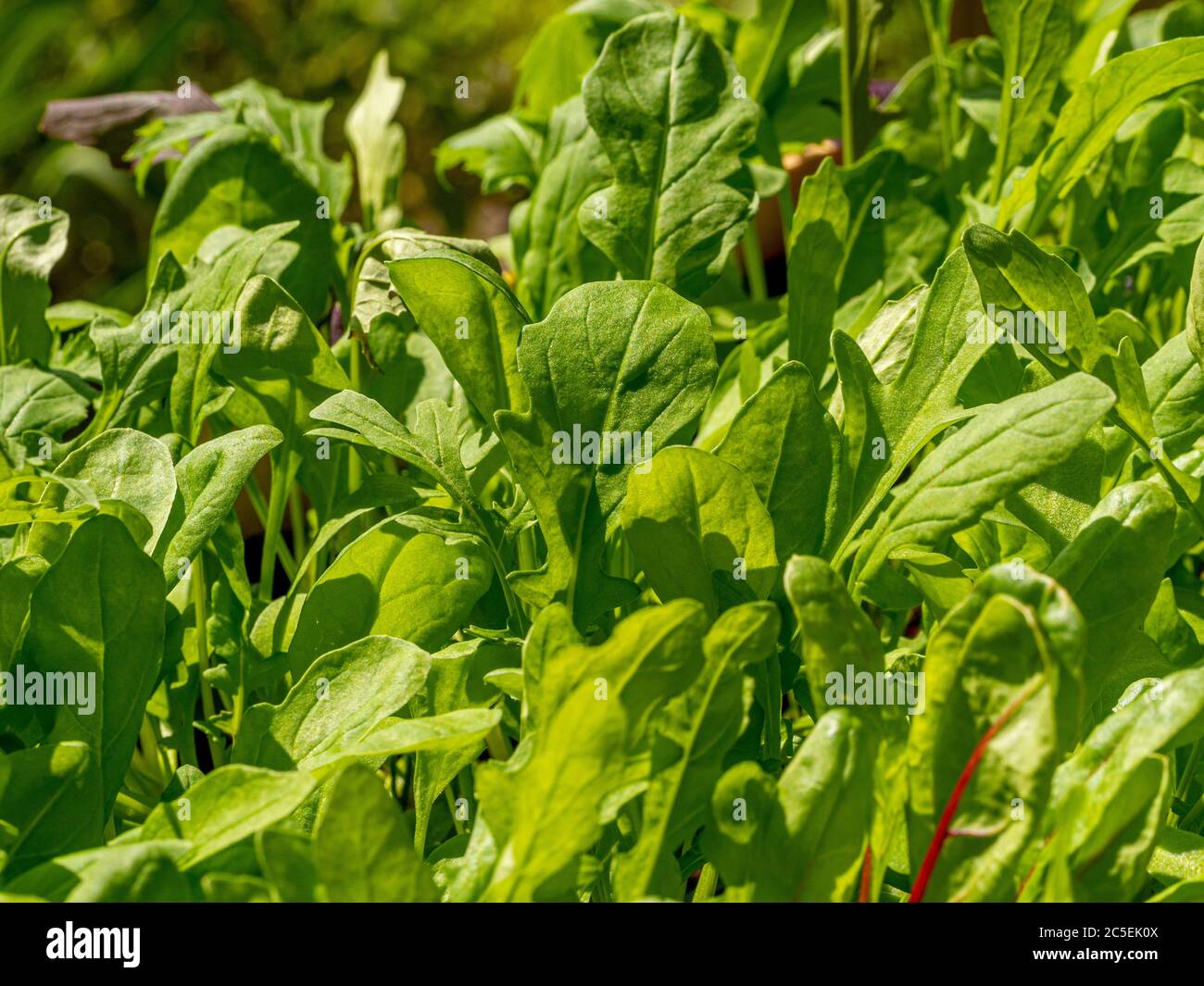 Nahaufnahme von gemischten Salatblättern, einschließlich Rucola und Schweizer Mangold, die draußen in einem britischen Garten wachsen. Stockfoto