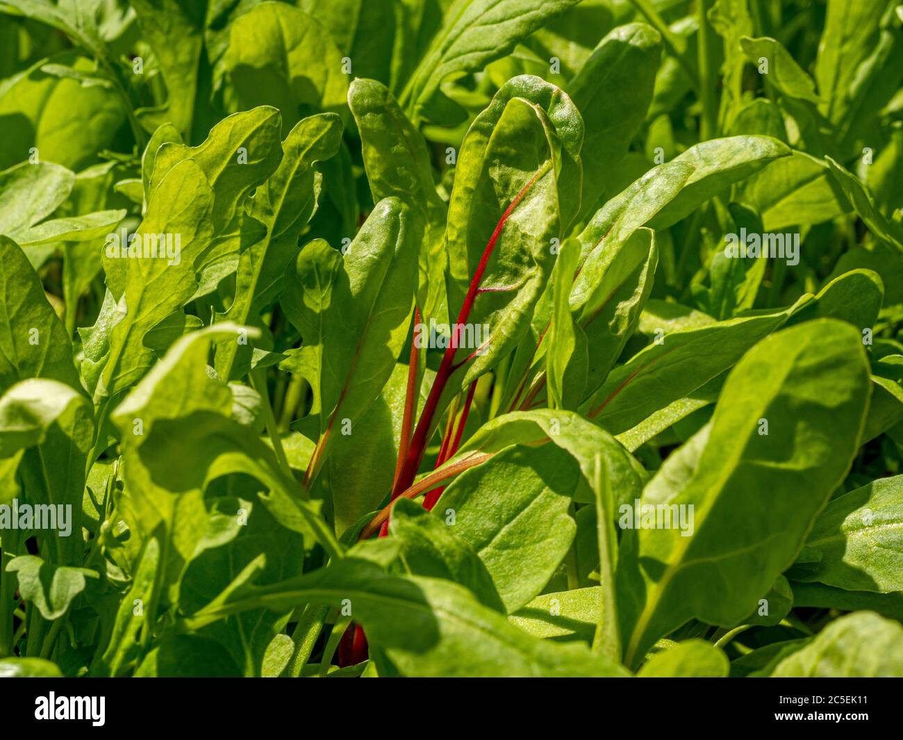 Nahaufnahme von gemischten Salatblättern, einschließlich Rucola und Schweizer Mangold, die draußen in einem britischen Garten wachsen. Stockfoto