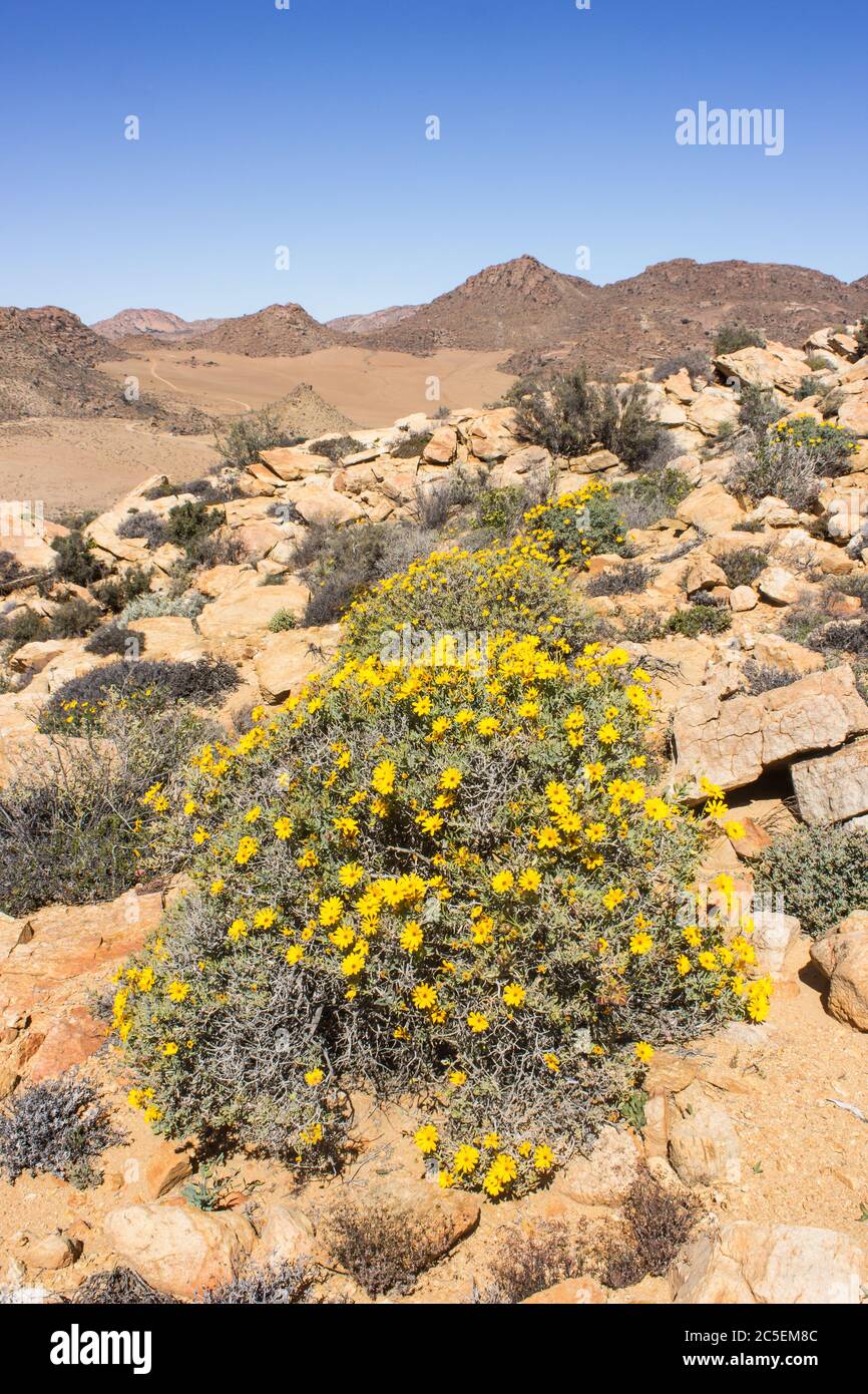 Skaapbos Schrubben (Tripteris oppositifolia) in voller Blüte, mit der desolaten, ariden, karoo-saftigen, Landschaft im Hintergrund, in der Goegap Nature Stockfoto