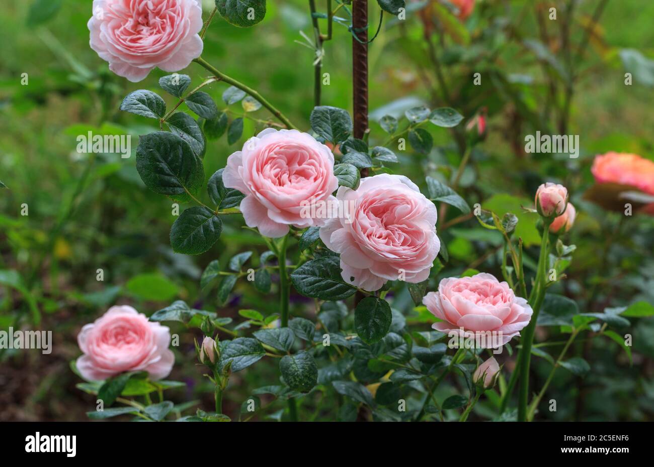 Blühende rosa Rose im Garten an einem sonnigen Tag. Stockfoto
