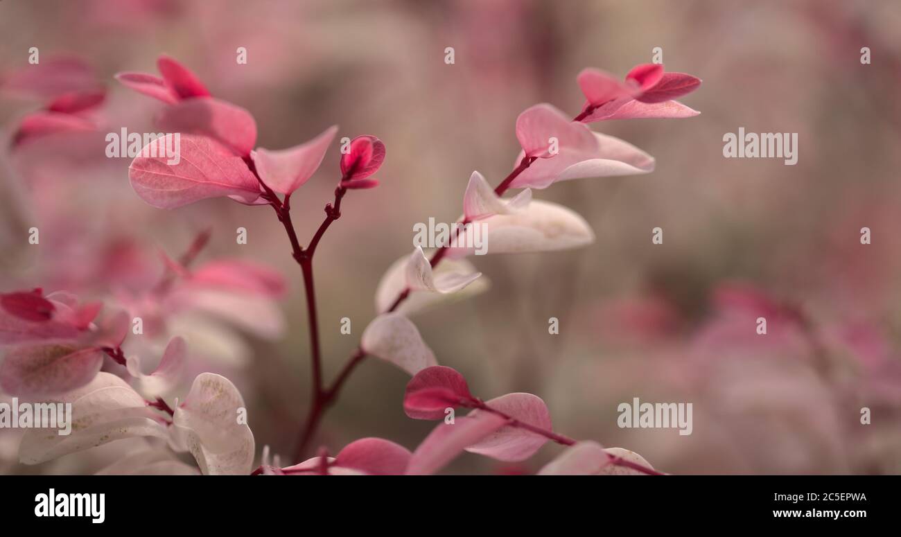 Breynia desticha ornamental Busch rosa gefärbtes Laub natürlichen floralen Makro Hintergrund Stockfoto