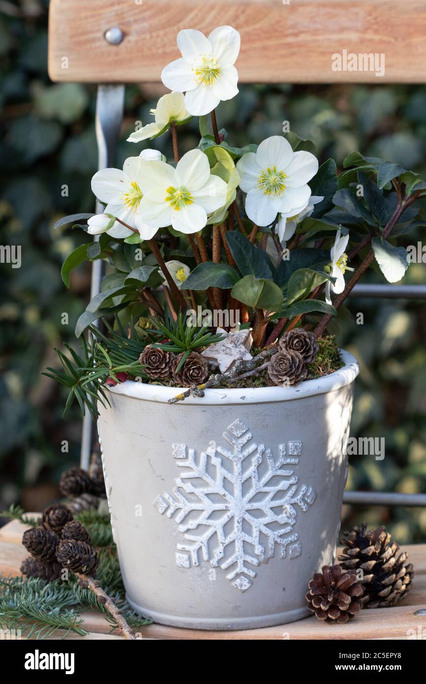 helleborus niger im Pflanztopf als Wintergartendekoration Stockfoto