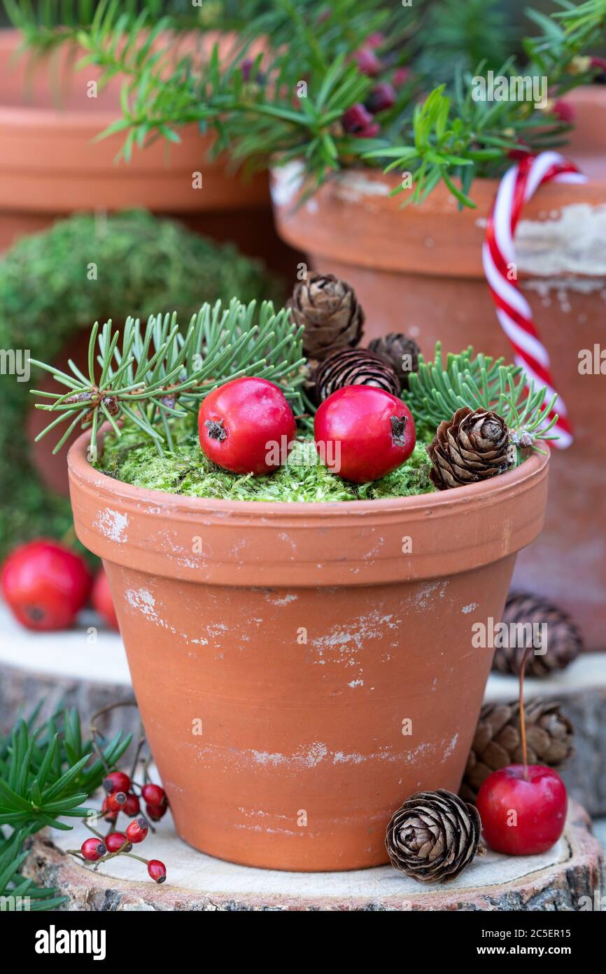 weihnachtsdekoration mit Krabbenäpfeln in Terrakotta-Töpfen Stockfoto