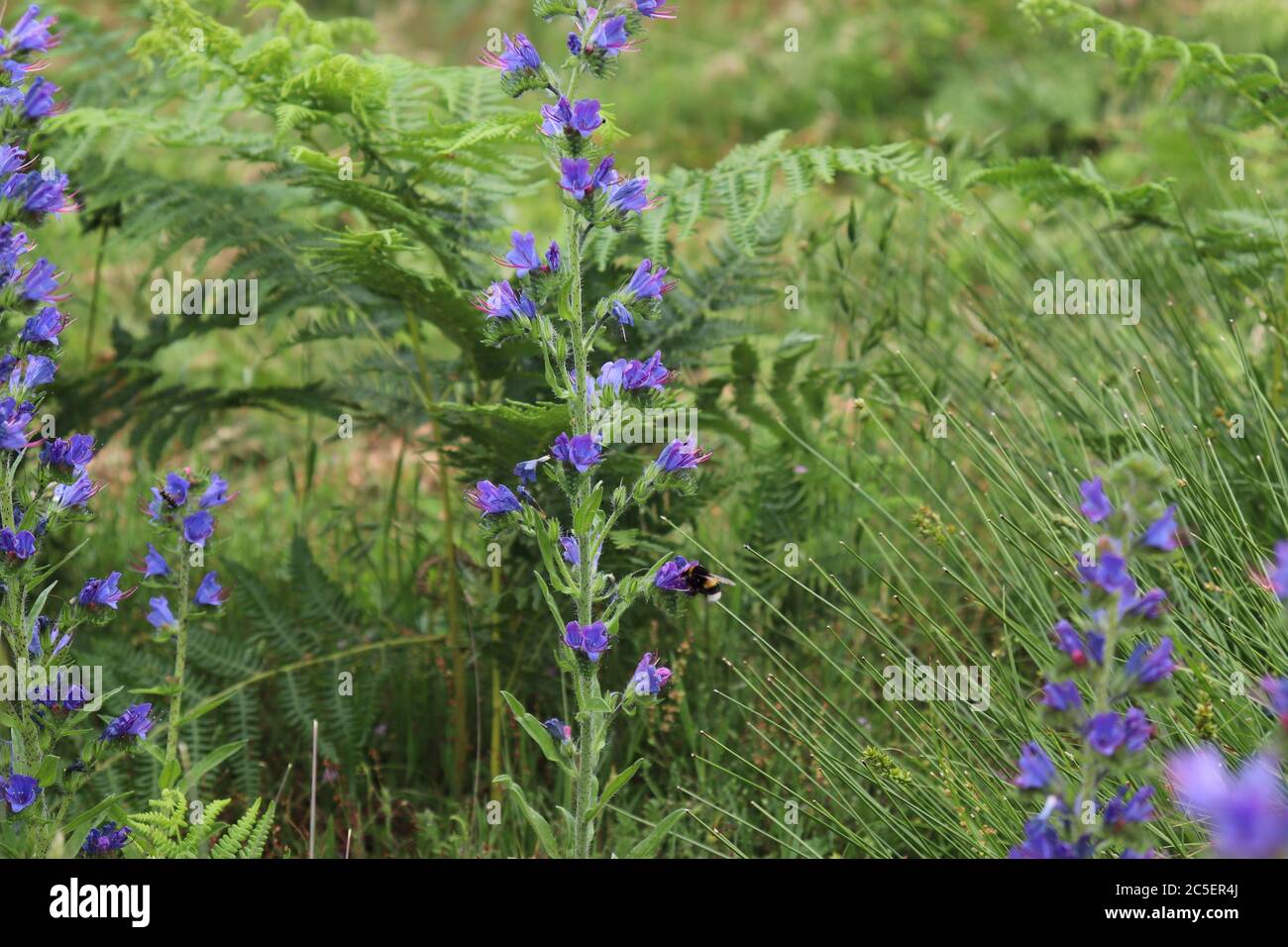 Eine horizontale Aufnahme einer Biene, die Pollen von einer Viper Bugloss in der Nähe von Sutton Hoo sammelt Stockfoto