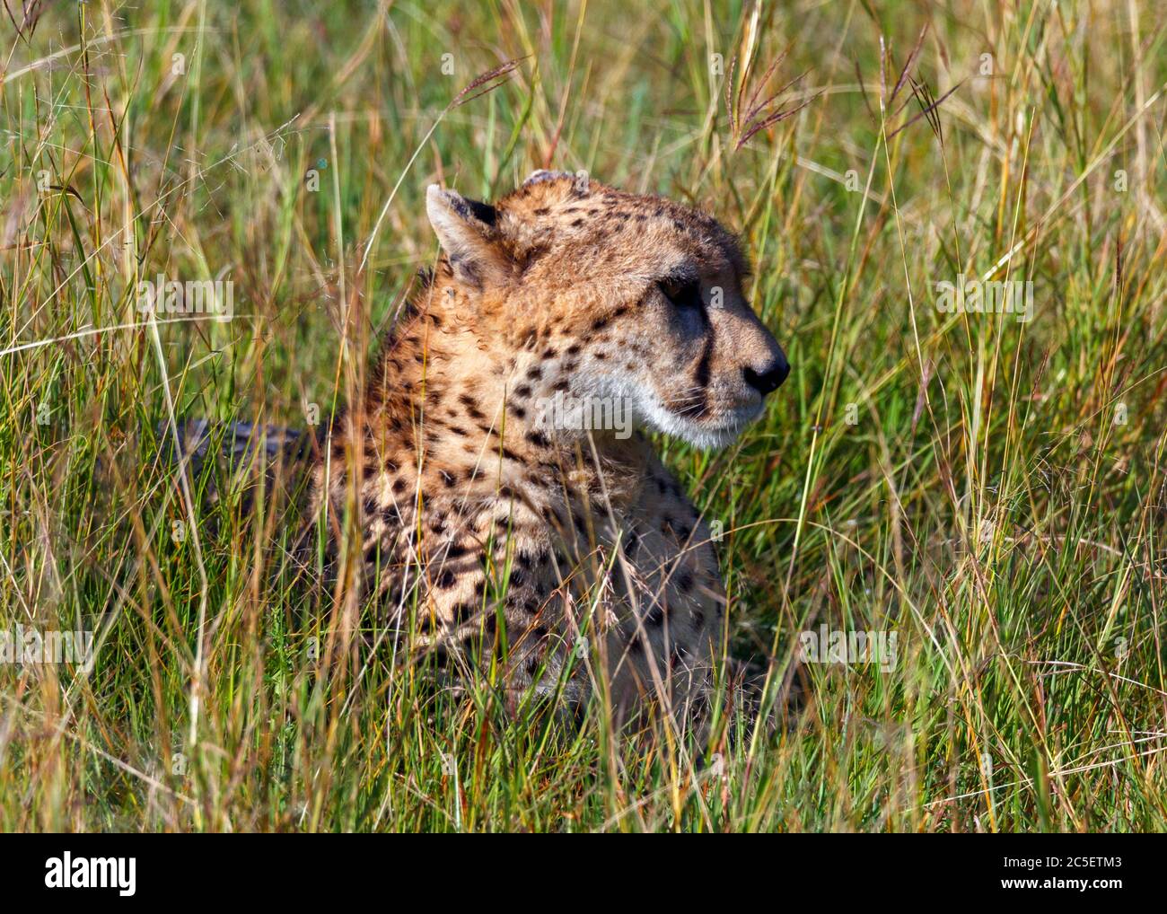 Gepard (Acinonyx jubatus) liegt im langen Gras, Masai Mara National Reserve, Kenia, Afrika Stockfoto