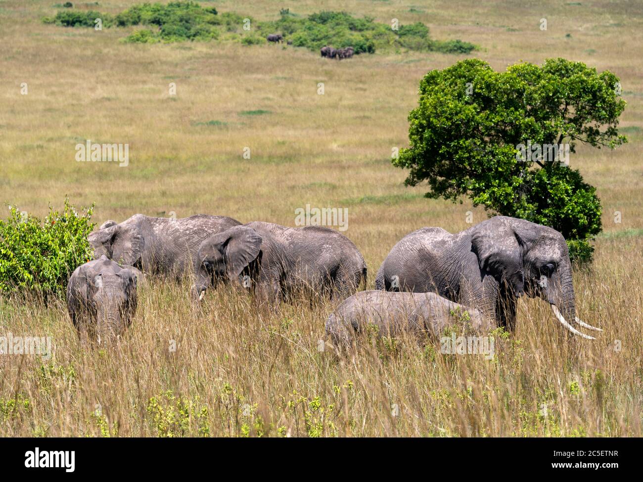 Afrikanischer Buschelefant (Loxodonta africana). Familie der afrikanischen Elefanten, Masai Mara National Reserve, Kenia, Ostafrika Stockfoto