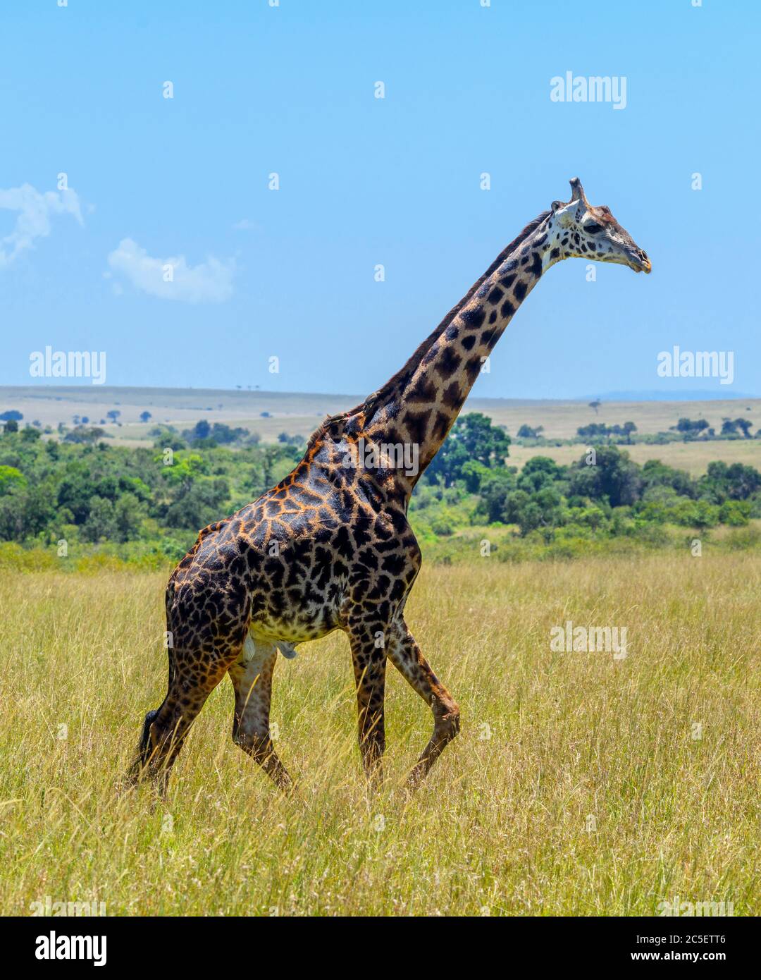 Giraffe Masai (Giraffa camelopardalis tippelskirchii). Große männliche Masai Giraffe im Masai Mara National Reserve, Kenia, Afrika Stockfoto