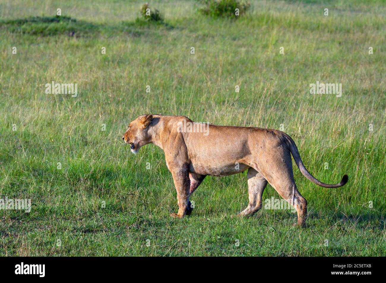 Löwe (Panthera leo). Löwin, die durch offenes Grasland, Masai Mara National Reserve, Kenia, Afrika, geht Stockfoto