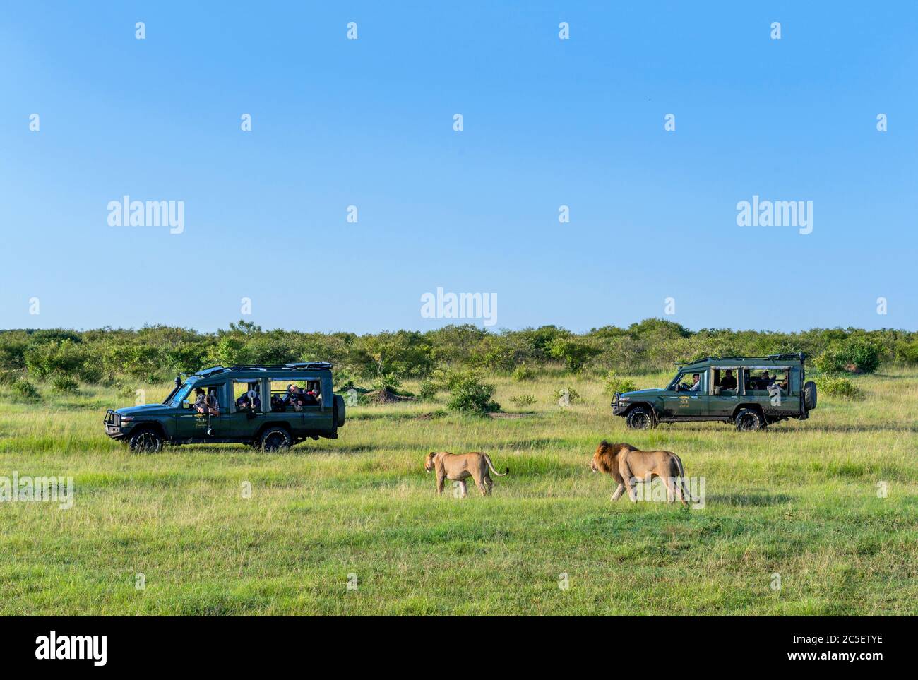 Lion (Panthera leo). Lion und Löwin, die vor Touristen in Safarifahrzeugen spazieren, Masai Mara National Reserve, Kenia, Afrika Stockfoto