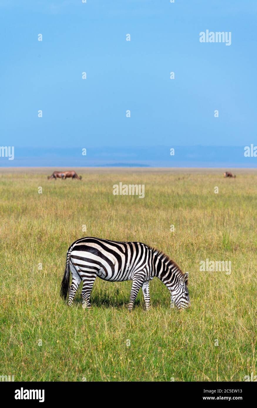 Zebra-Prärie (Equus quagga), Masai Mara National Reserve, Kenia, Afrika Stockfoto