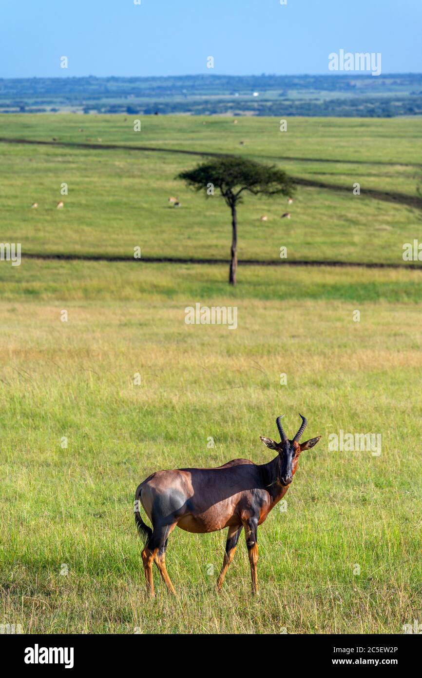 Topi (Damaliscus lunatus jimela). Lone Topi in afrikanischer Landschaft, Masai Mara National Reserve, Kenia, Afrika Stockfoto