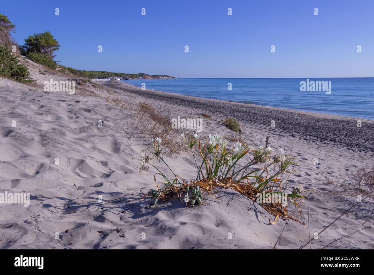 Die schönsten Sandstrände Apuliens: Alimini Bucht, Salento Küste. Italien (Lecce). Stockfoto