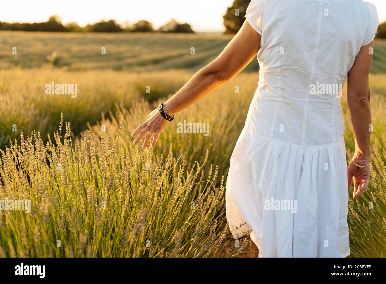 Schöne Frau in einem weißen Kleid geht im Lavendelfeld. Stockfoto