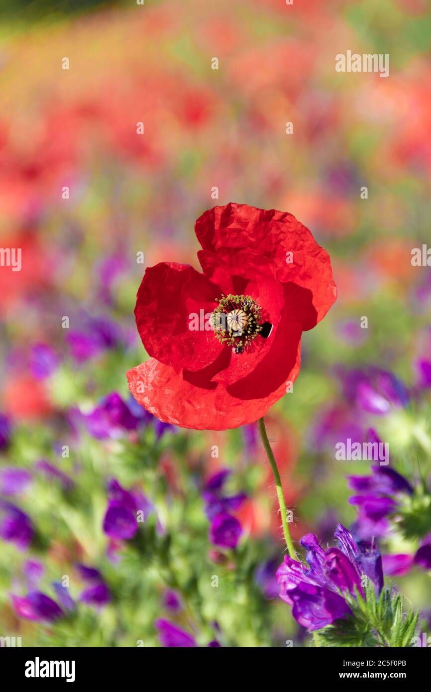 Frühling. Mohnblumen in einem Feld mit lila Blüten (Italien). Ländliche Landschaft mit Frühlingsblumen. Stockfoto