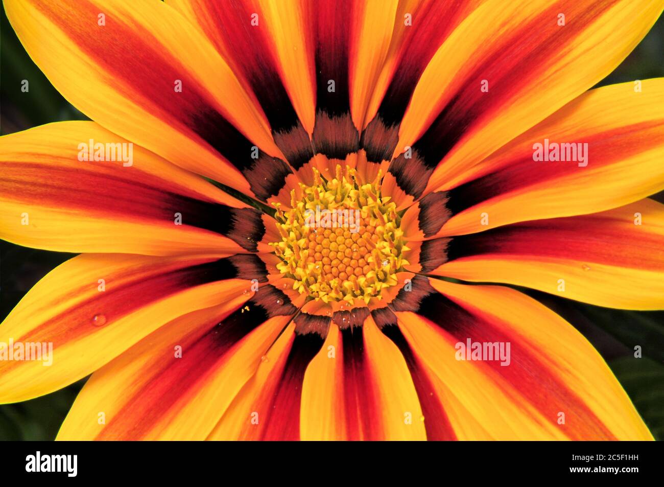Auffällige Nahaufnahme der lebendigen Gazania Blume (afrikanische Gänseblümchen) mit leuchtend farbigen Blütenblättern aus Gelb, Rot, Orange und Bronze. Stockfoto