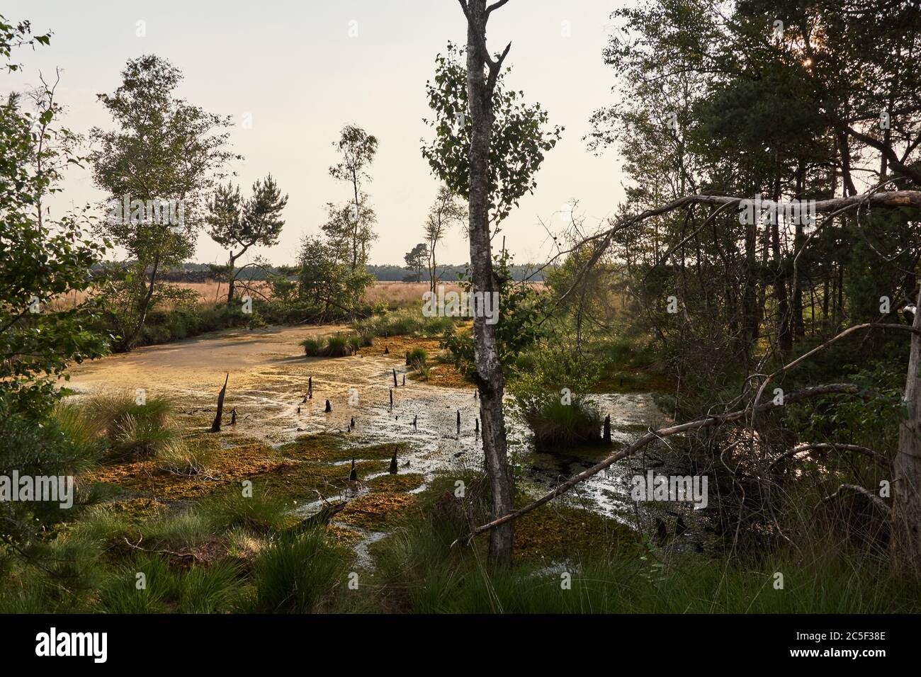 Moorlandschaft und Feuchtgebiet am Pietzmoor in der Lüneburger Heide Stockfoto