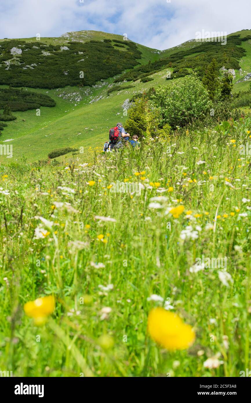 Sankt Barbara im Mürztal: Berg hohe Veitsch (Veitschalpe), Blumen, Wanderer, Bergsteiger in Hochsteiermark, Steiermark, Steiermark, Österreich Stockfoto