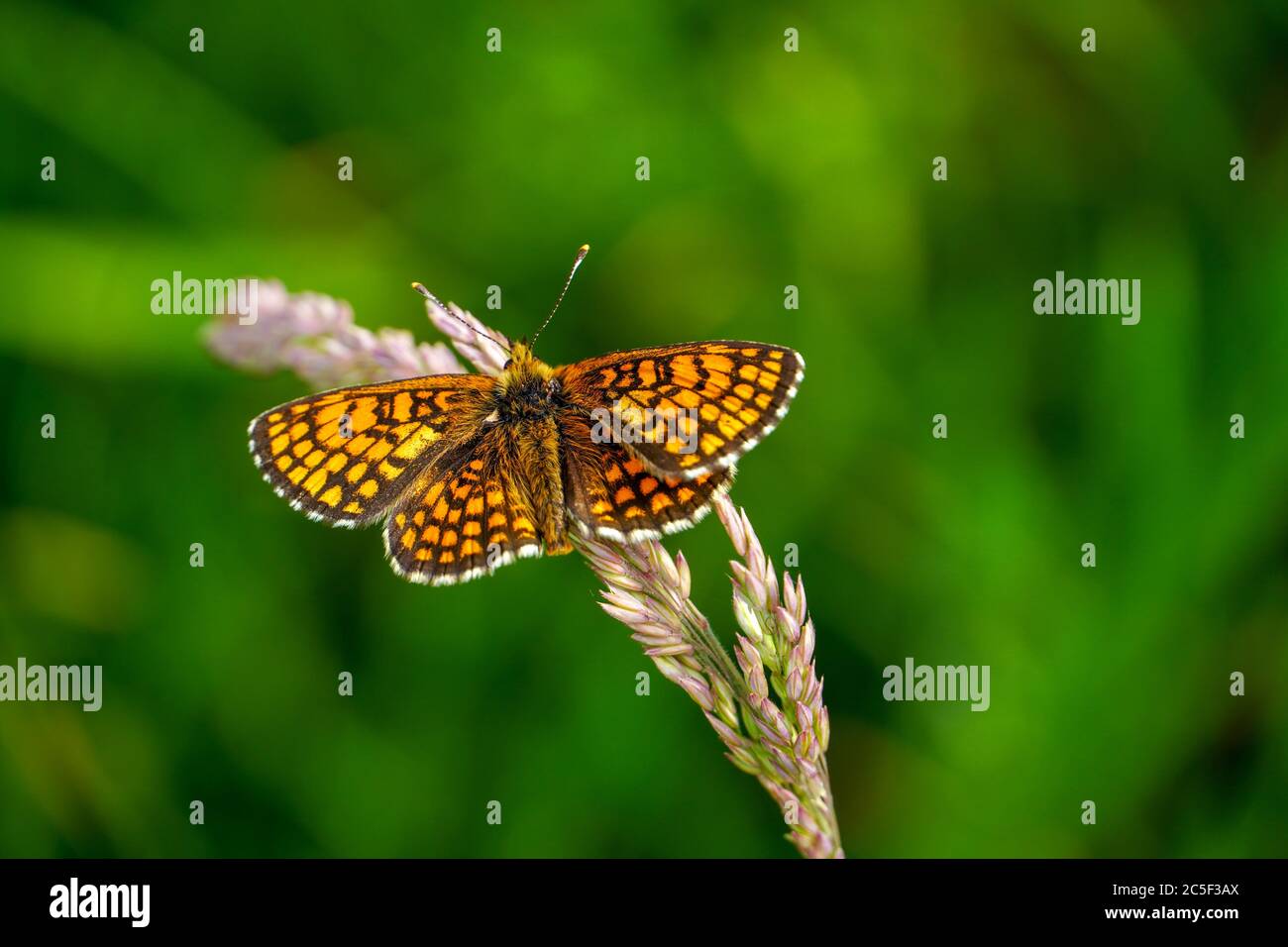 Schmetterling auf einer Wiese in der Sonne. Stockfoto