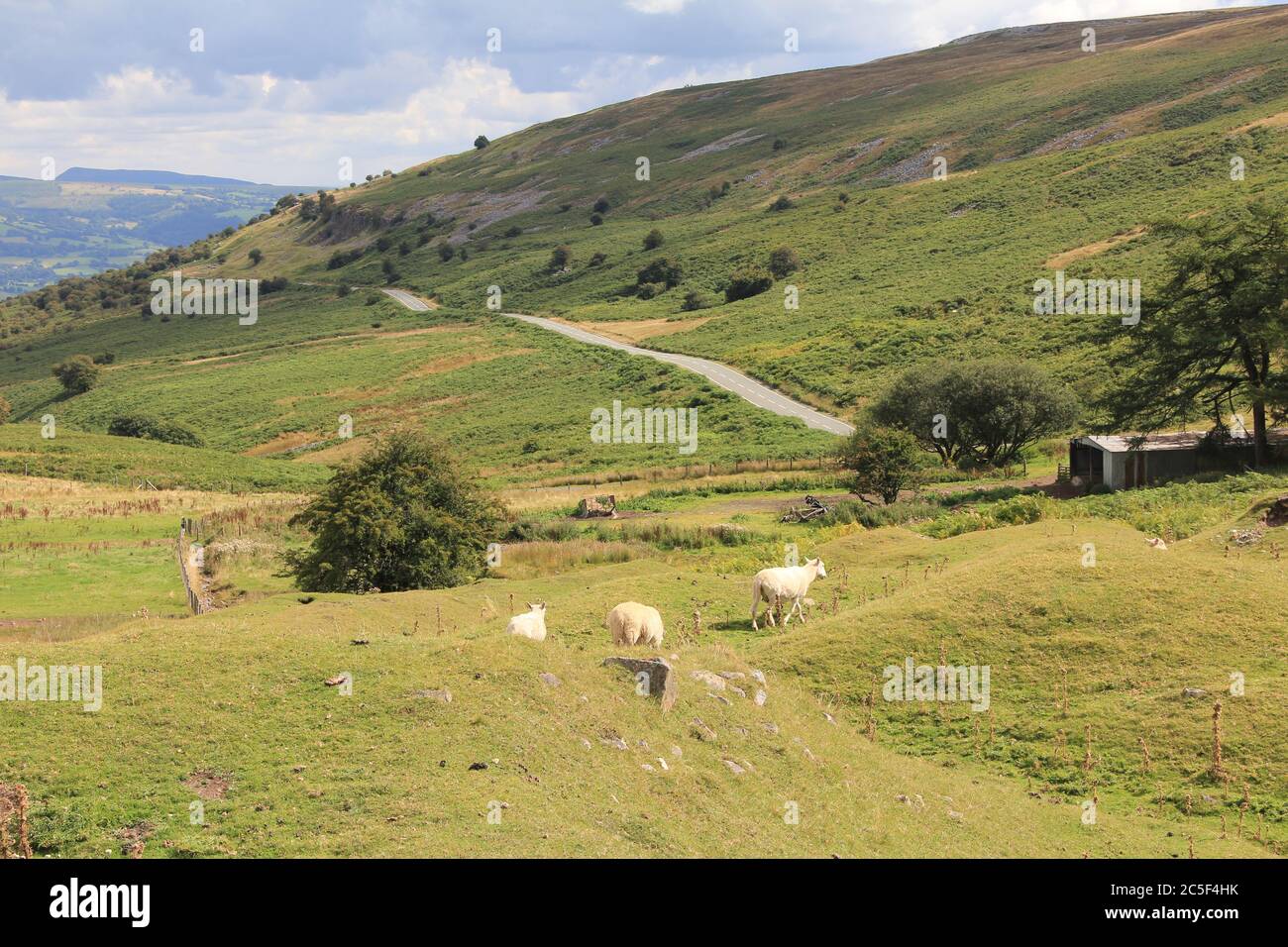 Schafzucht in Wales. Großbritannien Stockfoto