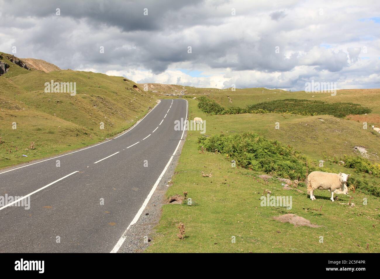 Schafzucht in Wales. Großbritannien Stockfoto